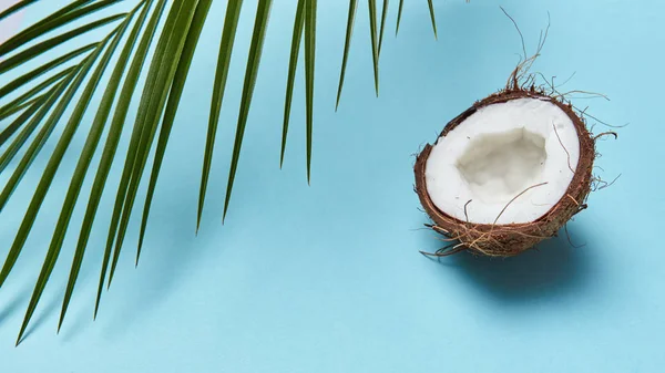 Uma Folha Palma Verde Metade Uma Porca Tropical Coco Fundo — Fotografia de Stock