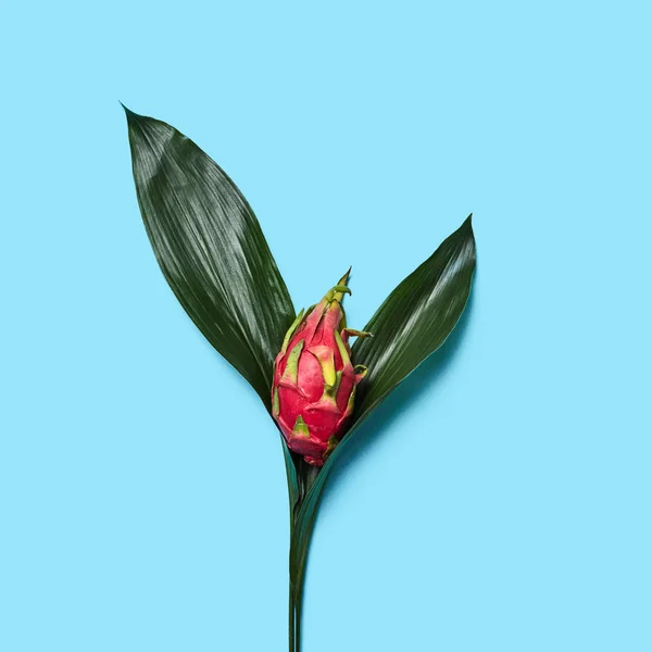 Свежие Зеленые Листья Тропические Фрукты Питахая Виде Цветка Синем Фоне — стоковое фото