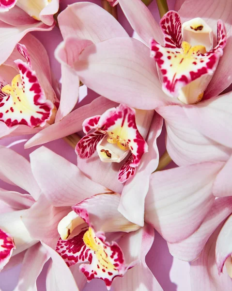 Flores Orquídea Rosa Delicadas Com Modelo Pétalas Layout Floração Para — Fotografia de Stock