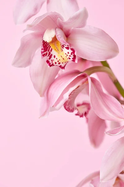 Růžové Květy Orchidejí Vzorem Růžovém Pozadí Kopie Prostoru Pohlednice Pro — Stock fotografie