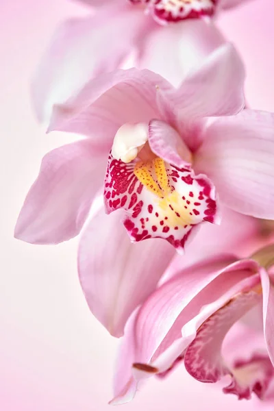 宏照片一枝粉红色精致的兰花花在粉红色的背景与复制空间 明信片的自然布局 — 图库照片