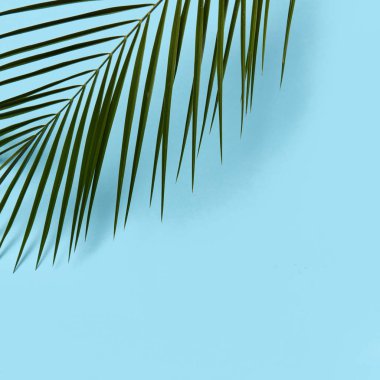 Köşe çerçeve metin için yer ile mavi bir arka plan üzerinde taze yeşil yaprak. Doğal düzen. Düz yatıyordu