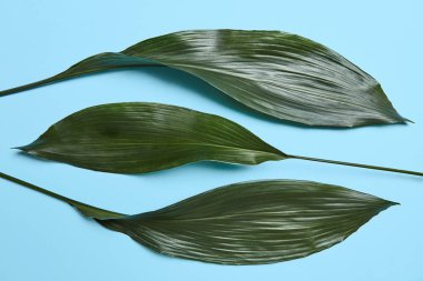 Metin için yer ile mavi bir arka plan üzerinde yeşil yaprakları güzel bileşimi. Düz yatıyordu