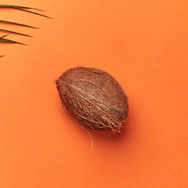 Пальмовый Зеленый Лист Цельный Органический Кокосовый Орех Оранжевом Фоне Пространством — стоковое фото