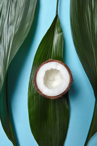 Metade Fresca Coco Tropical Folhas Verdes Sobre Fundo Azul Com — Fotografia de Stock