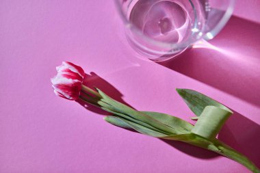 Yeşil yaprakları ve gölgeler ve kopya alanı desenle pembe bir arka plan üzerinde su ile saydam bir cam ile taze lale. Kartı düz lay