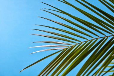 Bir palm evergreen bırakır. Doğal düzeninden yaratıcı: metin için yer ile mavi bir arka plan üzerinde bir yeşil tropikal palmiye yaprağı.