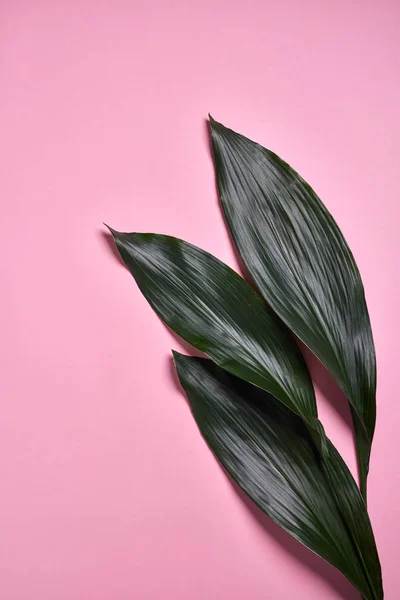 Вічнозелений Творчий Візерунок Тропічного Пальмового Листа Пастельно Рожевому Паперовому Фоні — стокове фото