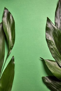 Palm evergreen desen bırakır. Metin için yer ile yeşil bir arka plan üzerinde bir evergreen tropikal palmiye yaprak yaratıcı doğal düzeninden. Üstten görünüm.