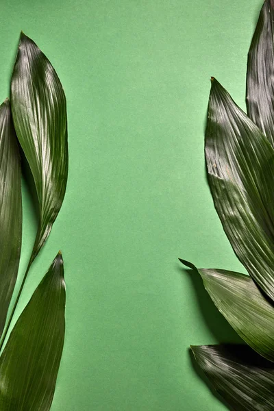 Пальмове Вічнозелене Листя Творче Природне Компонування Вічнозеленого Тропічного Пальмового Листа — стокове фото
