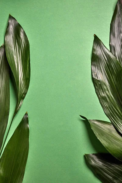 Palm evergreen desen bırakır. Metin için yer ile yeşil bir arka plan üzerinde bir evergreen tropikal palmiye yaprak yaratıcı doğal düzeninden. Üstten görünüm.