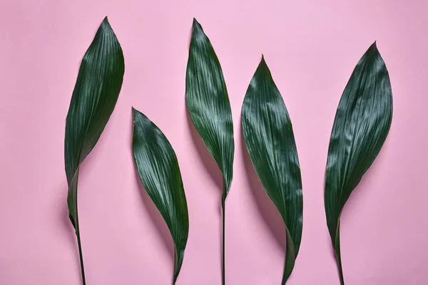 Padrão Tropical Evergreen Folha Palma Exótica Fundo Papel Rosa Pastel — Fotografia de Stock