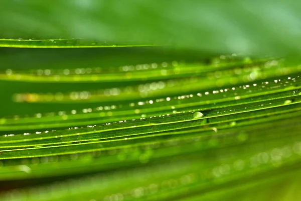 Fundo Planta Verde Tropical Com Profundidade Superficial Campo Folha Palmeira — Fotografia de Stock