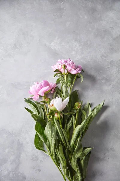 Pink Peonies Green Leaves Buds Gray Concrete Background Space Text — Stock Photo, Image