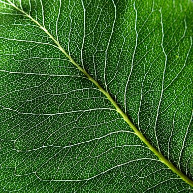 Koyu yeşil yaprak makro fotoğraf. Yaprak damarı fikirlerinizi için arka plan olarak doğal deseni. Üstten görünüm