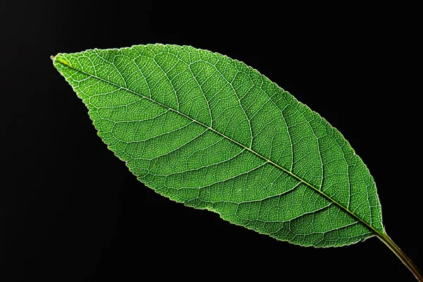 Closeup Beautiful Green Leaf Veins Presented Black Background Space Text — Stock Photo, Image