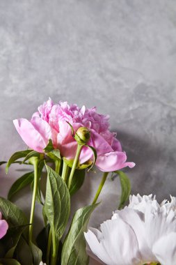 Narin pembe ve beyaz peonies tomurcukları ve metin için yer bir gri beton zemin üzerine yeşil yaprakları ile. Çiçek Bahçe. Düz yatıyordu