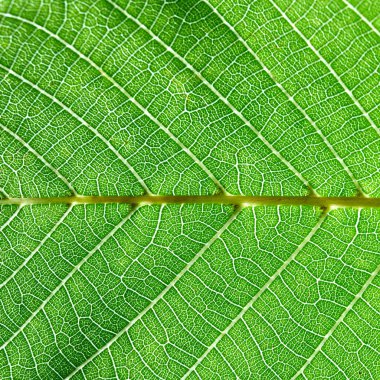 Yeşil yaprak damarları ile ayrıntılı makro fotoğraf. Fikirlerinizi için doğal arka plan. Düz yatıyordu