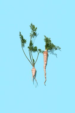 İki dalı yeşil maydanoz kökleri metin için yer ile mavi bir arka plan üzerine sundu. Organik sebze. Düz yatıyordu