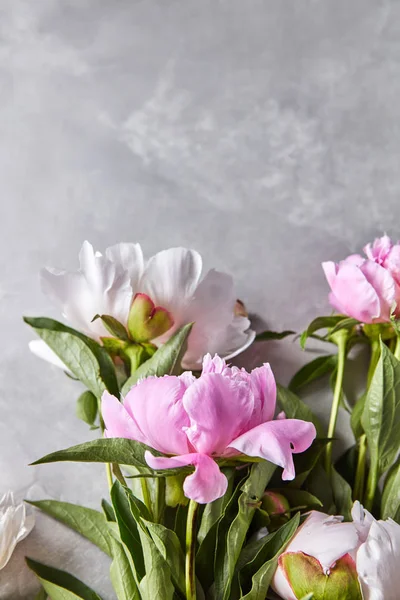 Een Bos Van Vers Gesneden Roze Pioen Bloemen Met Toppen — Stockfoto