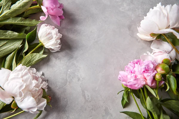 Natuurlijke Frame Van Witte Roze Pioen Bloemen Een Grijze Achtergrond — Stockfoto