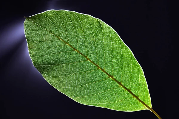Karanlık Bir Arka Plan Üzerinde Yeşil Yaprak Desen Işık Güzel — Stok fotoğraf