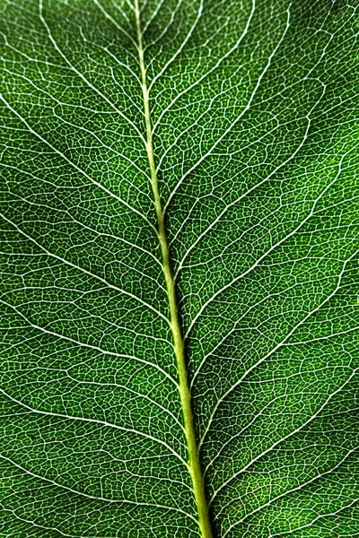 Gedetailleerde Macro Foto Van Groene Blad Met Natuurlijke Patroon Lente — Stockfoto