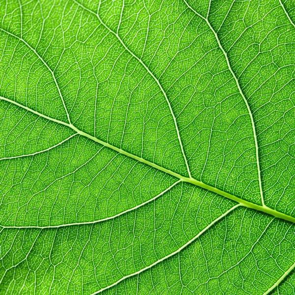 Bir Yaprak Yeşil Doğal Renkli Desen Damar Ile Makro Fotoğraf — Stok fotoğraf