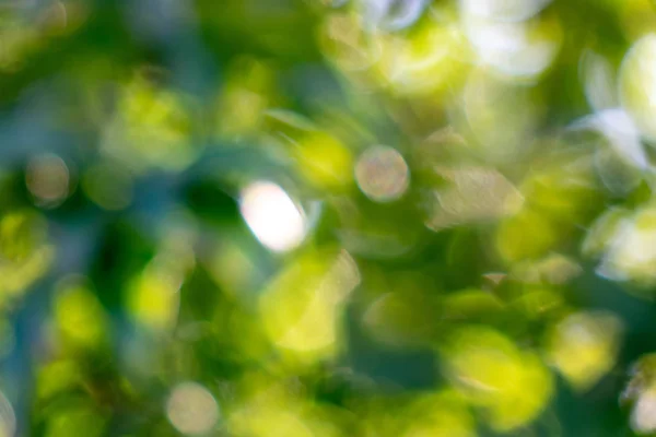 Abstrakt Grön Naturliga Suddig Bakgrund Med Ljusa Bokeh Effekt — Stockfoto