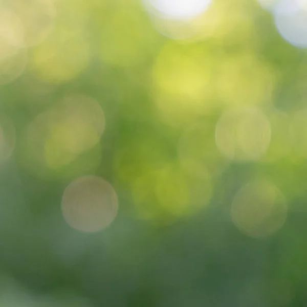 Зелений Барвистий Природний Розмитий Фон Зеленого Листя Саду Боке — стокове фото