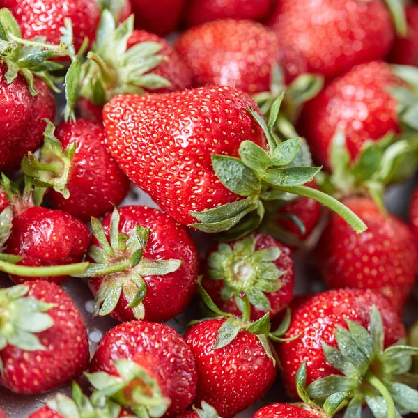 Bio Saftige Hausgemachte Erdbeere Mit Grünen Blättern Lebensmittel Hintergrund Ansicht — Stockfoto