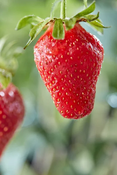 Fresas Rojas Jugosas Con Una Gota Rocío Una Rama Verde —  Fotos de Stock