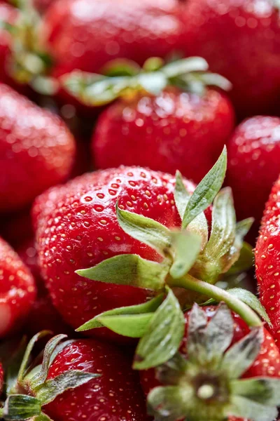 緑の茎とジューシーな赤いイチゴ果実のクローズ アップ 有機健康食品 — ストック写真