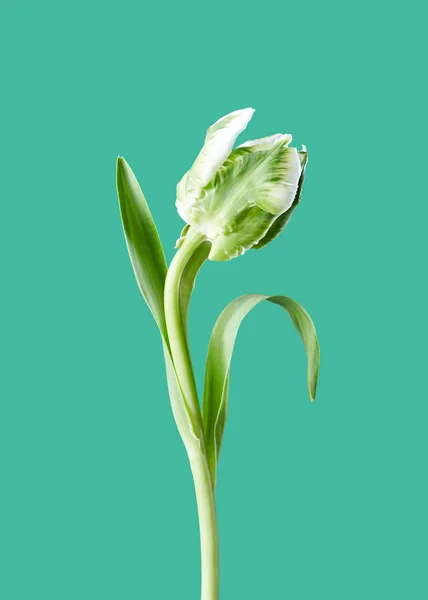 新鲜的白色绿色郁金香与叶子在绿色背景与文本的空间 明信片布局 — 图库照片