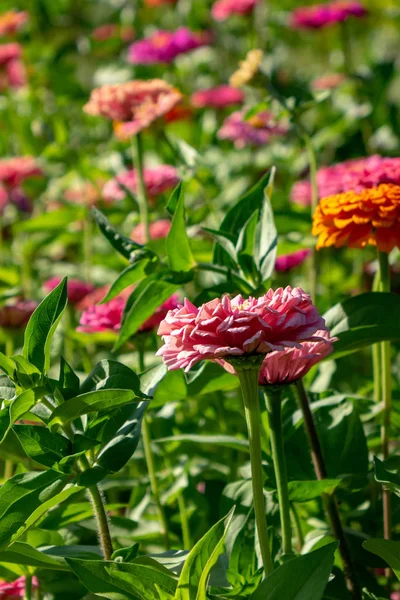 Schöne Sommerblumen Von Zynien Mit Grünen Blättern Garten Einem Sonnigen — Stockfoto