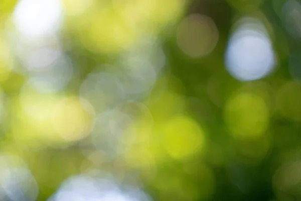 Зеленая Весна Размыла Фон Желтыми Белыми Кругами Боке Естественная Планировка — стоковое фото