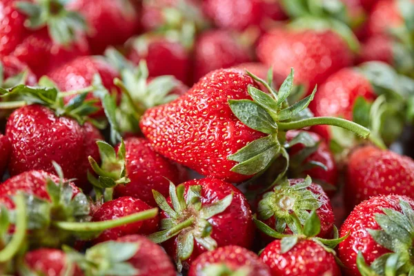 Świeżo Zebranych Dojrzałych Truskawek Zielony Łodyg Zdrowe Organiczne Berry Widok — Zdjęcie stockowe