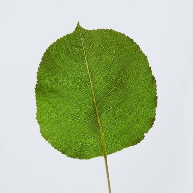 Yakın çekim doğal yeşil yuvarlak metin alanı olan gri bir arka plan üzerinde sunulan yaprak. Güzel bahar düzeni