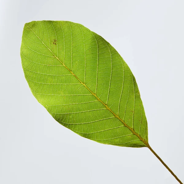 テキストのためのスペースと灰色の背景に脈のある緑の葉の詳細なパターンをクローズ アップ トップ ビュー — ストック写真