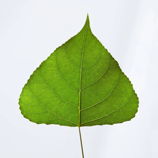 Primeros Planos Hoja Verde Forma Triangular Sobre Fondo Gris Con — Foto de Stock