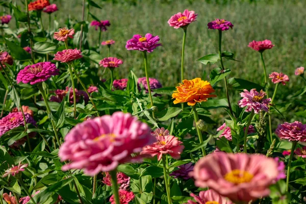 Yaz Parkta Zinnia Farklı Çiçeklerin Doğal Çiçek Açan Düzeni — Stok fotoğraf