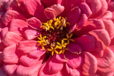Macro photo of a blooming zinia flower. Natural floral layout. Top view clipart