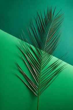 Bir çift hafif yeşil ve koyu yeşil Kağıt arka plan metin için yer ile doğal palmiye dalı. Fikirlerinizi yaratıcı düzen. Üstten görünüm