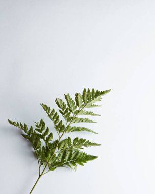 Taze fern yaprak kopya alanı ile gri arka plan üzerinde. Doğal düzen. Üstten görünüm