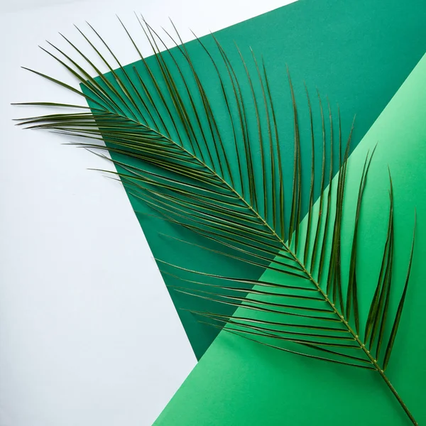 Folha Fresca Palmeira Apresentada Duplo Papelão Verde Sobre Fundo Cinza — Fotografia de Stock