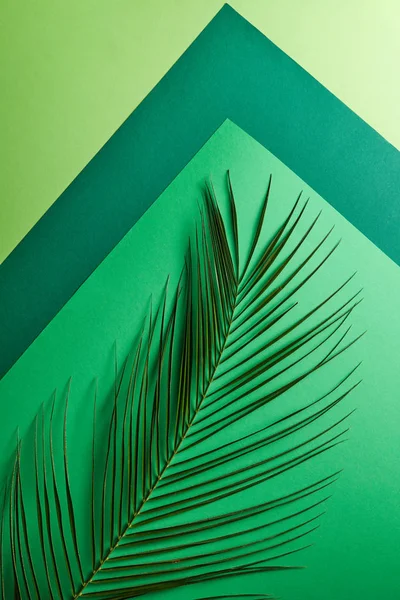 Folha Palma Cartão Verde Multicolorido Torno Fundo Cinza Com Espaço — Fotografia de Stock