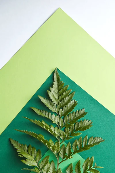 Padrão Multicolorido Tons Verdes Com Uma Folha Samambaia Fundo Cinza — Fotografia de Stock