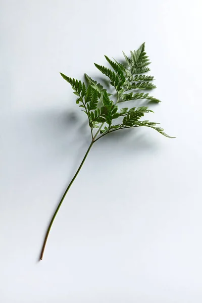 Gren Färska Ormbunke Presenteras Grå Bakgrund Med Utrymme För Text — Stockfoto