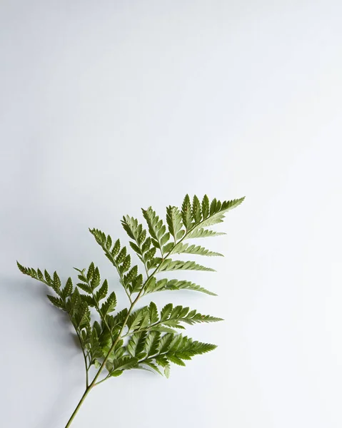 Färsk Fern Leaf Grå Bakgrund Med Kopia Utrymme Naturliga Layout — Stockfoto