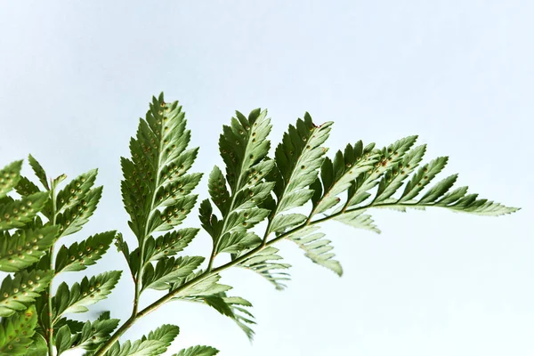 Fern Closeup Zelené Větve Šedém Pozadí Kopie Prostoru Rozložení Listoví — Stock fotografie